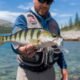 Bass Pro Shops XPS Staredown Suspending Jerkbait