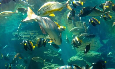 Orlando Sea Life