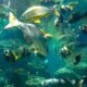 Orlando Sea Life