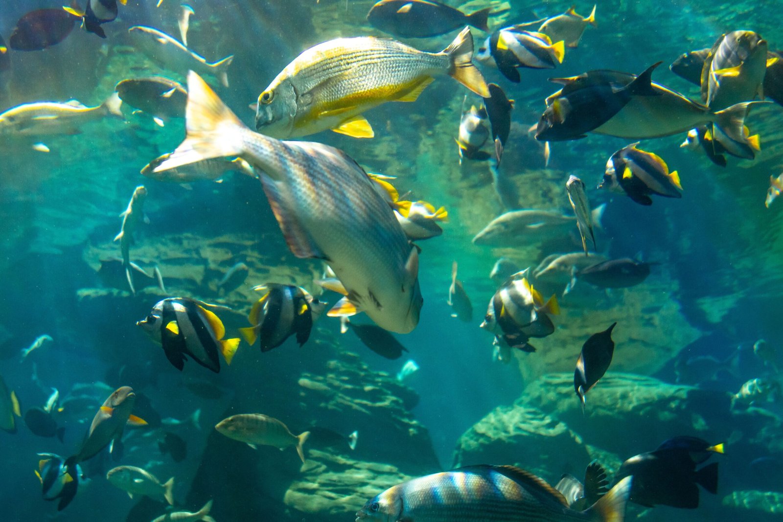 Orlando Sea Life